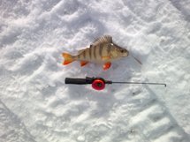 perch