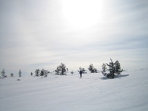 Pallas